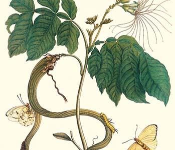 Ice Cream Bean with Apricot Sulphur Butterfly