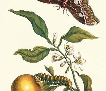 Seville Orange with a Golden Rothschild Butterfly