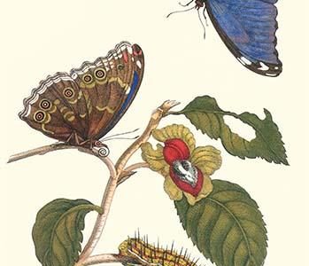 Epiphytic climbing plant with a Peleides Blue Morpho Butterfly & a Gulf Fritillary