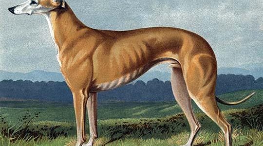 Greyhound
