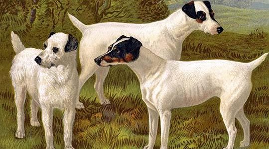 Fox Terriers