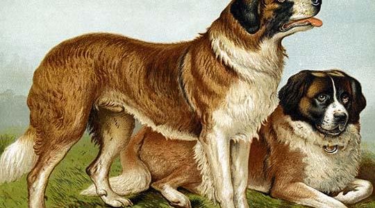 Rough Coated St. Bernards