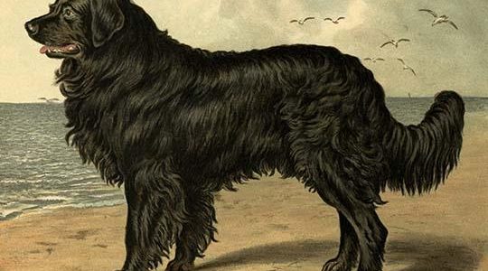 Newfoundland
