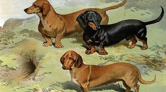 Dachshunds