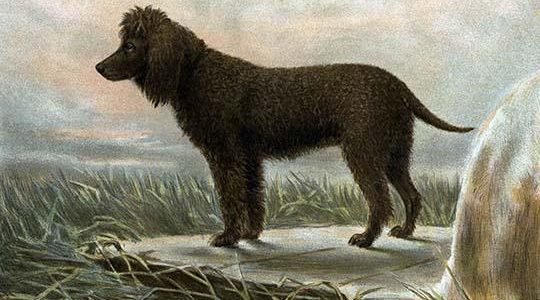 Irish Water Spaniels
