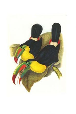 Rainbow or Keel Billed Toucan