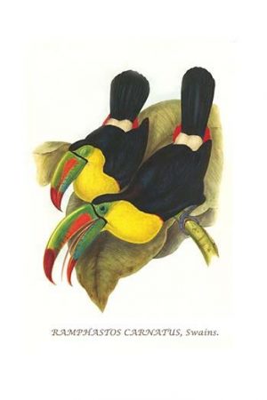 Rainbow or Keel Billed Toucan