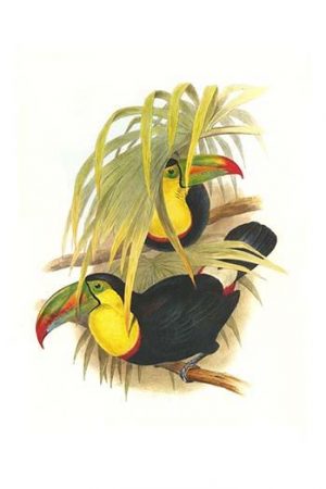 Rainbow or Keel Billed Toucan