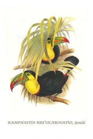 Rainbow or Keel Billed Toucan