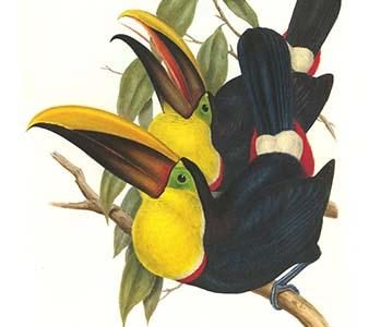 Choco Toucan