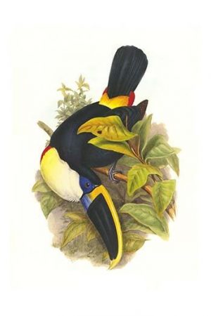 Cuvier's Toucan