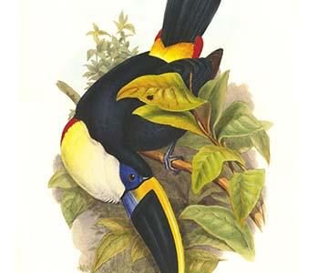 Cuvier's Toucan