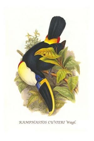 Cuvier's Toucan