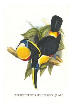 Hybrid Toucan