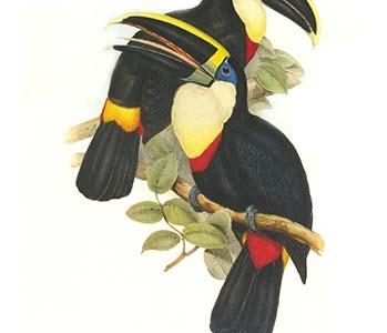 Yellow Ridged Toucan
