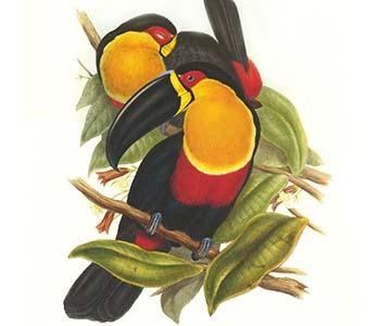 Ariel Toucan