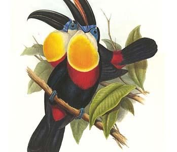 Channel-Billed Toucan