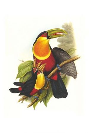 Red Breaster Toucan & Green Billed