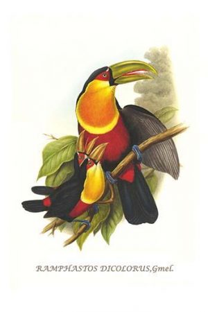 Red Breaster Toucan & Green Billed