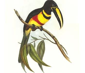 Many-banded aricari