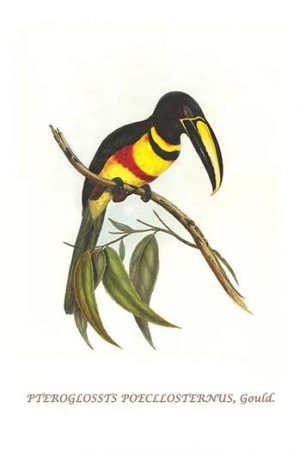 Many-banded aricari