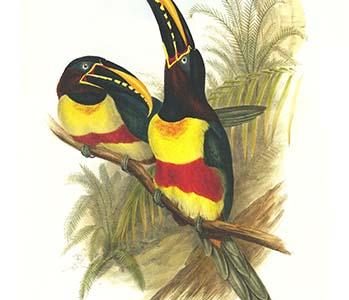Chestnut Eared aracari