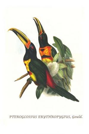 Pale mandibiled aracari