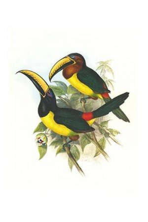 Lettered aracari