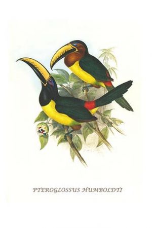 Lettered aracari