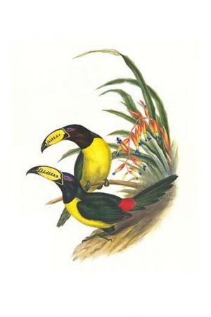 Lettered aracari