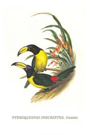 Lettered aracari