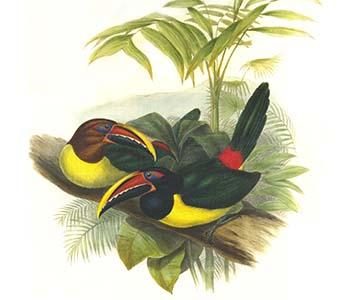 Curl Crested aracari