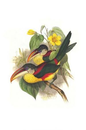 Red Necked or Double Collared aracari