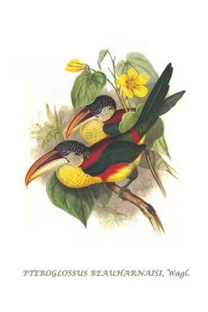 Red Necked or Double Collared aracari