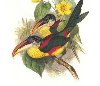 Red Necked or Double Collared aracari