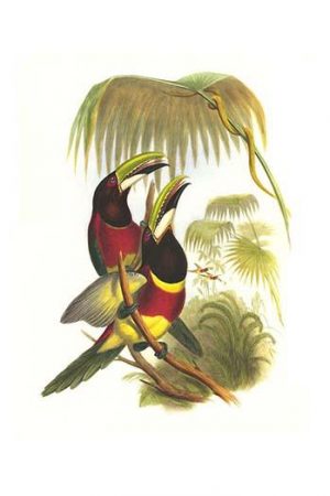 Red Necked or Double Collared Aracari