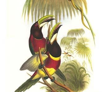 Red Necked or Double Collared Aracari