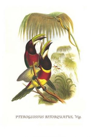 Red Necked or Double Collared Aracari