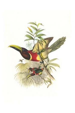 Red Necked or Double Collared Aracari