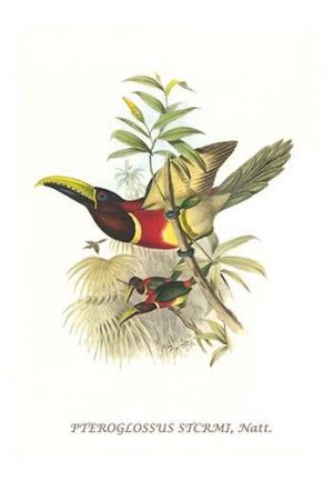 Red Necked or Double Collared Aracari