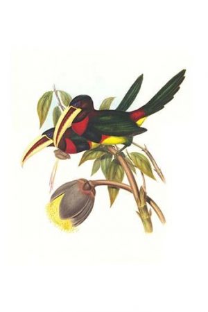 Ivory Billed Aracari