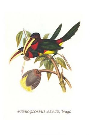 Ivory Billed Aracari