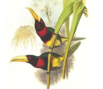 Brown mandibled Aracari