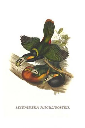 Spot Billed Toucanet