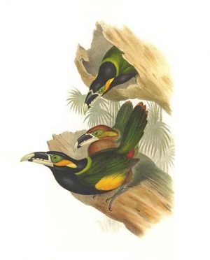 Gould's Toucanet