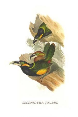 Gould's Toucanet