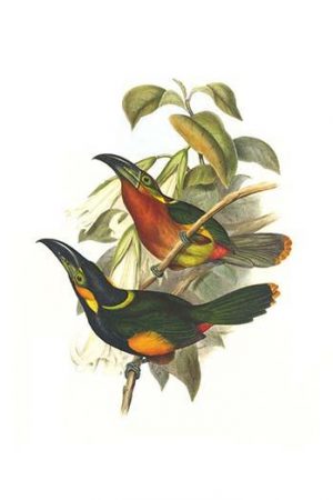 Langsdorf's Toucanet