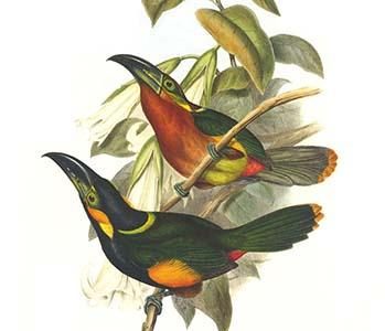 Langsdorf's Toucanet