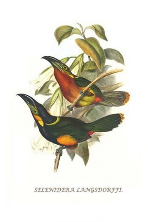 Langsdorf's Toucanet