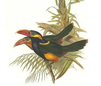 Tawny Tufted Toucanet